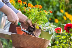 Lifes stages Later Life